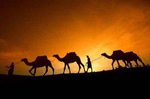 camel2