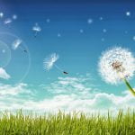 Dandelion