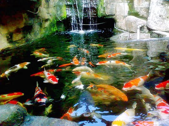 Memberi Makan Ikan Koi di Kolam Anda