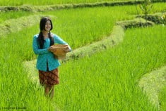 Murni Gadis Dusun