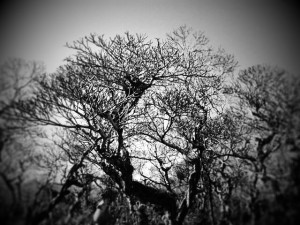 6016151041_90e764a3aa_z
