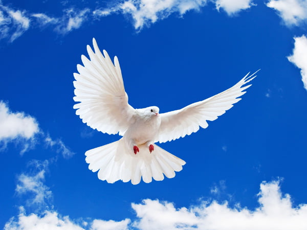dove2