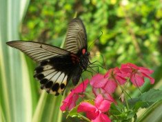 Saat Kuntum Bunga Bermekaran