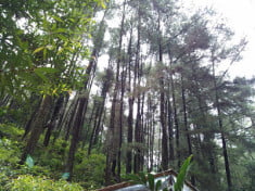 Kala Pinus-Pinus Itu Bicara