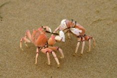 Senja Di Pantai Parang Tritis